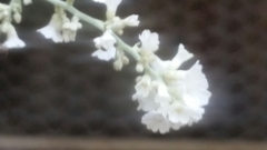Caryophyllales