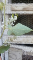 Caryophyllales