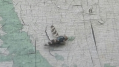 Diptera