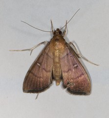 Pramadea lunalis