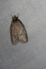 Eulechria convictella