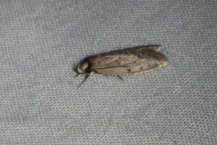 Eulechria convictella