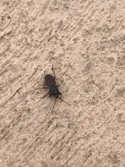 Eremocoris depressus