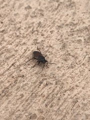 Eremocoris depressus