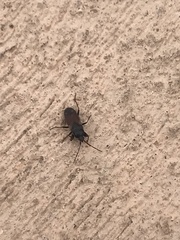 Eremocoris depressus