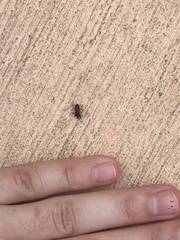 Eremocoris depressus