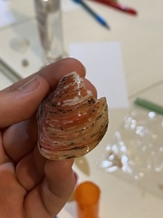 Modiolus americanus