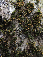 Orthotrichum pusillum