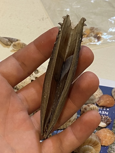 Half-naked Pen Shell