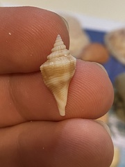 Strombus alatus image