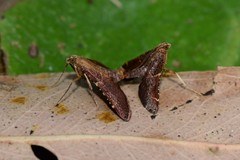 Persicoptera aglaopa