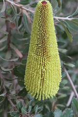 Banksia praemorsa