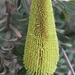 Cut-leaf Banksia - Photo (c) Ian McMaster, some rights reserved (CC BY-NC)