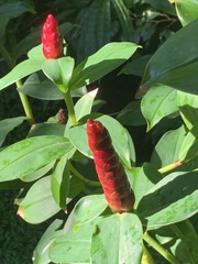 Costus woodsonii