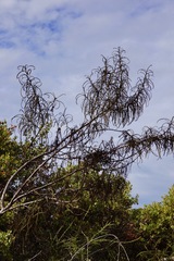 Eriodictyon altissimum