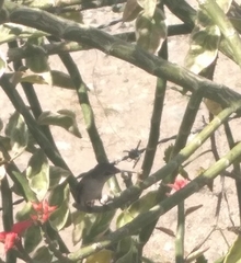 Mellisuga minima