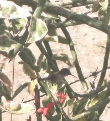 Mellisuga minima