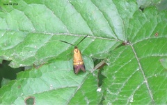 Nemophora amatella