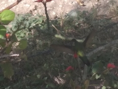 Mellisuga minima