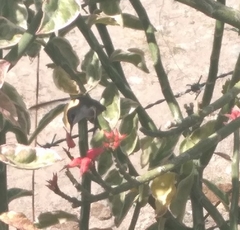 Mellisuga minima