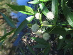 Cephalanthus glabratus