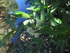 Cephalanthus glabratus