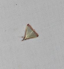 Autocharis hedyphaes