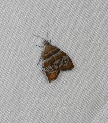 Choreutis periploca