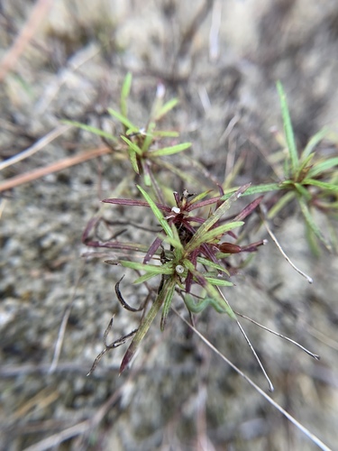 Image of Pectis glaucescens by (c) Brandon Corder, some rights reserved (CC BY)