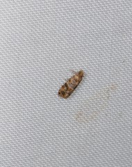 Lobesia transtrifera