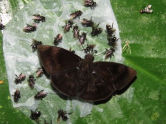 Aethilla echina echina