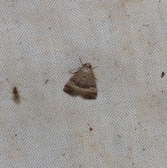 Pseudozarba orthopetes