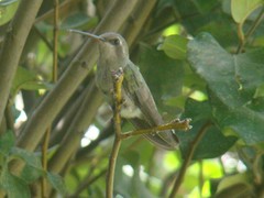 Cynanthus latirostris