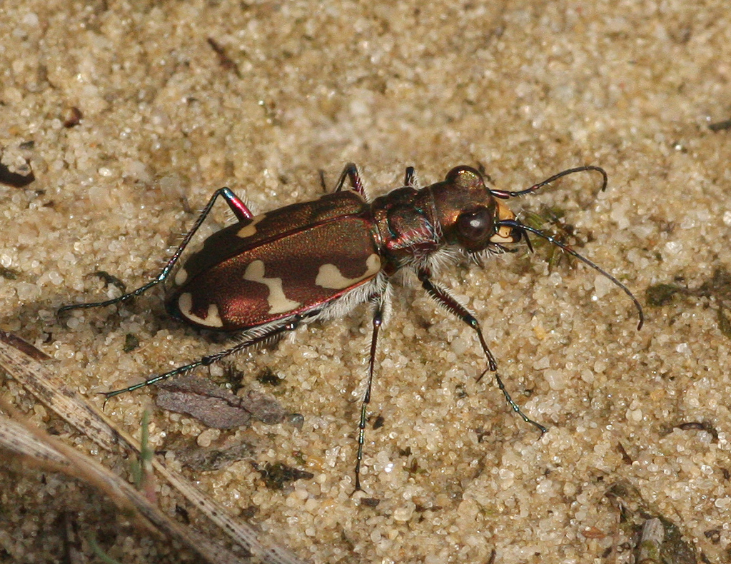 Northern Dune Tiger Beetle