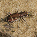 Northern Dune Tiger Beetle - Photo (c) Bart  Wursten, some rights reserved (CC BY-NC-SA)