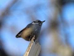 Sitta europaea amurensis