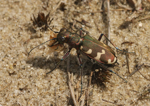 Northern Dune Tiger Beetle