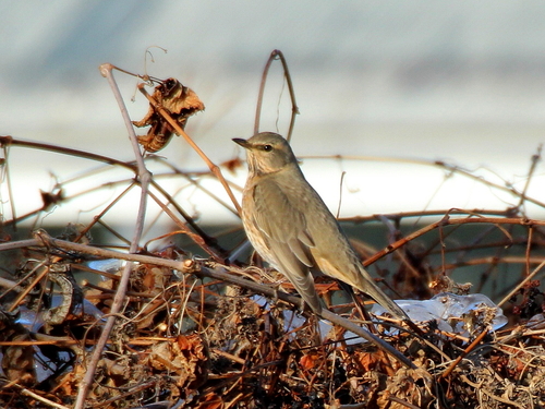 Zorzal de Naumann (Turdus naumanni)