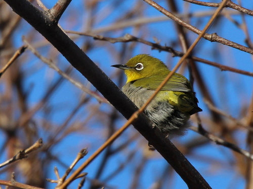Japanbrillenvogel (Zosterops japonicus)
