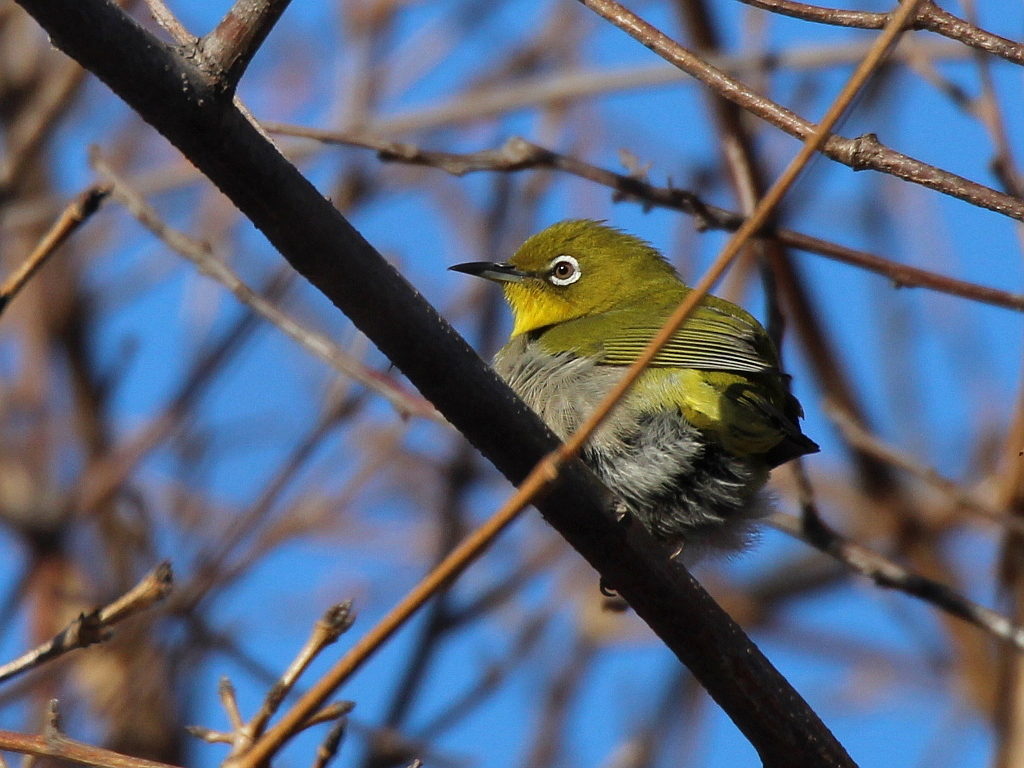 Warbling White-eye (Zosterops japonicus)