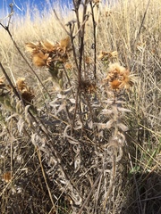 Heterotheca sessiliflora echioides
