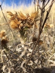 Heterotheca sessiliflora echioides