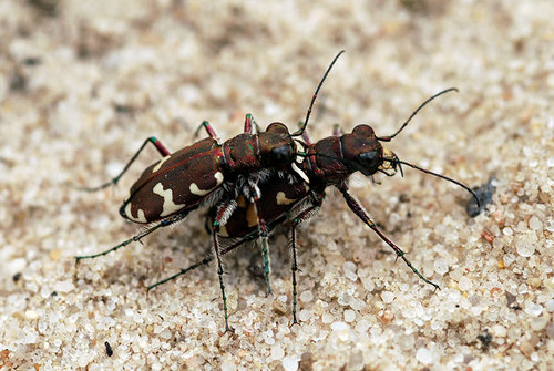 Northern Dune Tiger Beetle