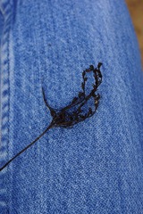 Eriodictyon altissimum