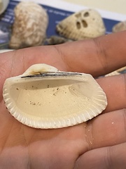 Anadara secticostata