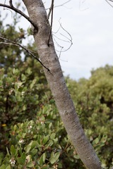 Eriodictyon altissimum