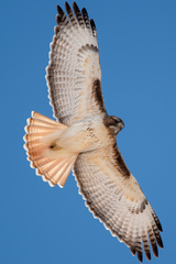 Buteo jamaicensis