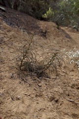 Eriodictyon altissimum