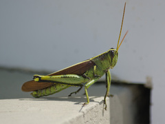 Schistocerca alutacea