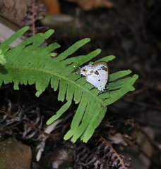 Hypolycaena othona